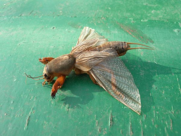 кротовидный сверчок