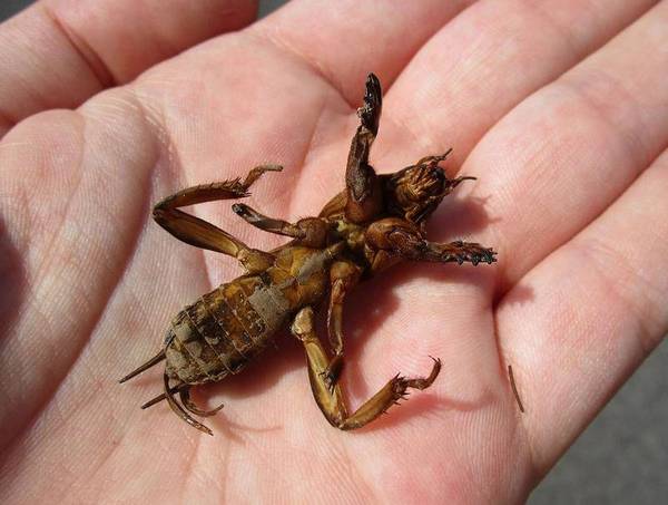 кротовидный сверчок