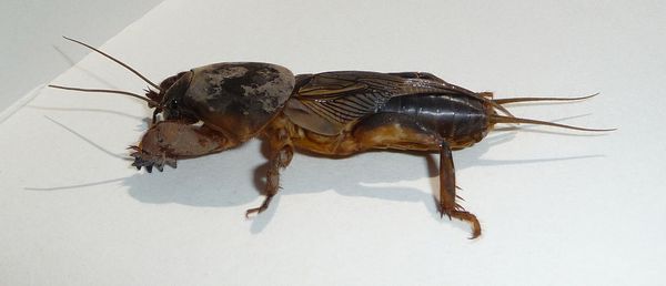 кротовидный сверчок