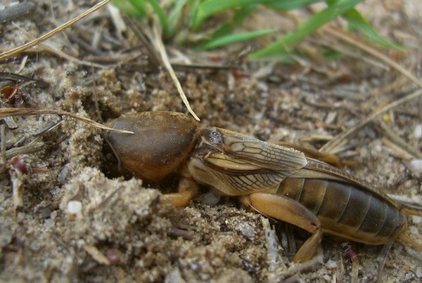 кротовидный сверчок