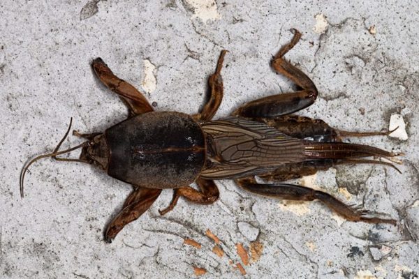 кротовидный сверчок