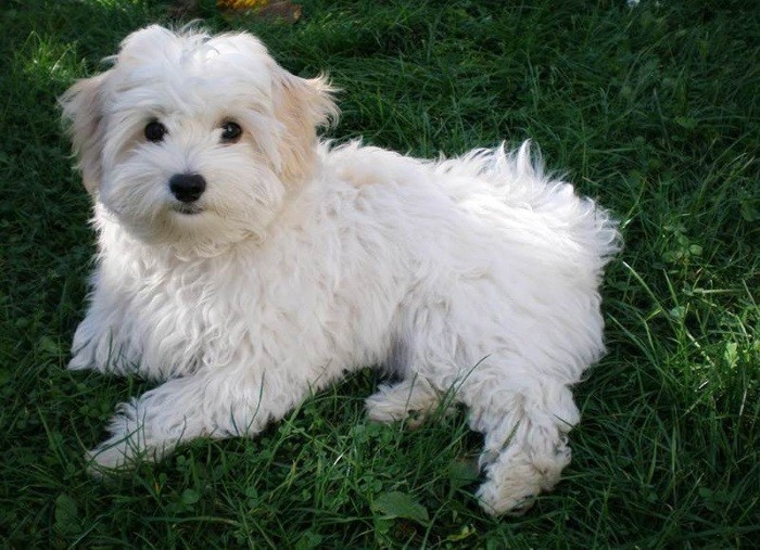 Происхождение История породы