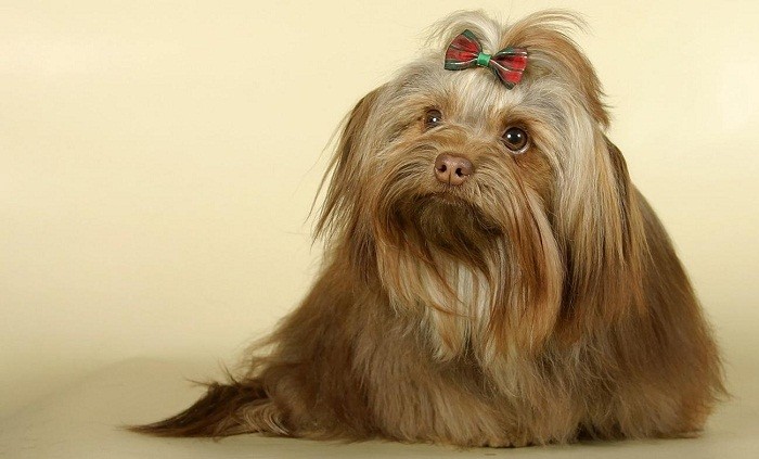 Русская цветная болонка описание Описание породы