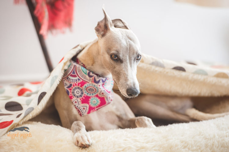 Уиппет — описание породы и характера собаки