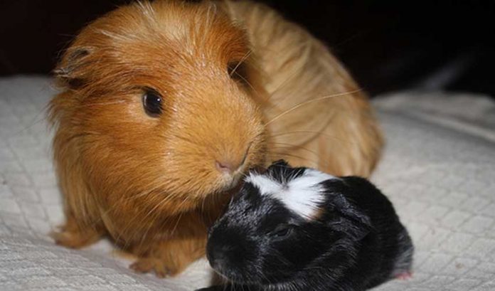 Корова рядом с морской свинкой Куи и обыкновенная морская свинка