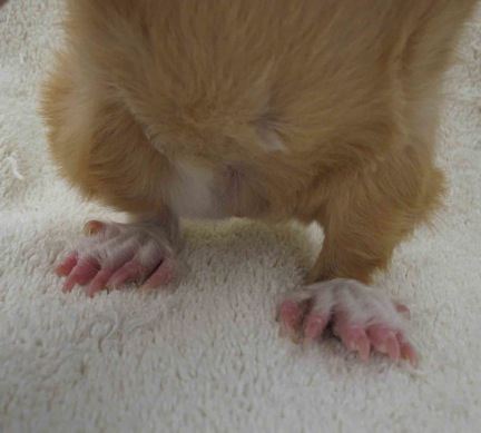 Задние лапы гигантской морской свинки Задние лапы морской свинки куя