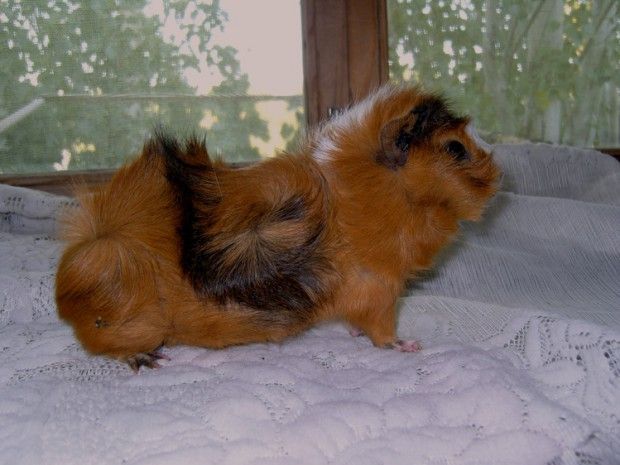 Абиссинский вариант гигантской морской свинки Абиссинская корова