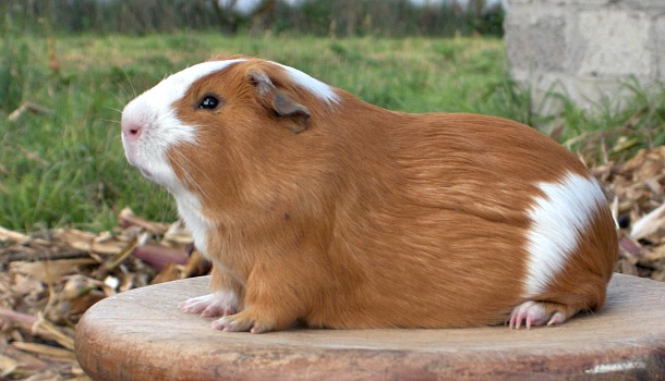 Морская свинка Куи перуанской разновидности Перуанская свинья Куй