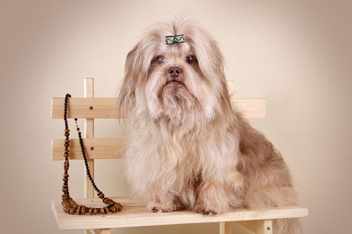 Преимущества породы Плюсы и минусы породы