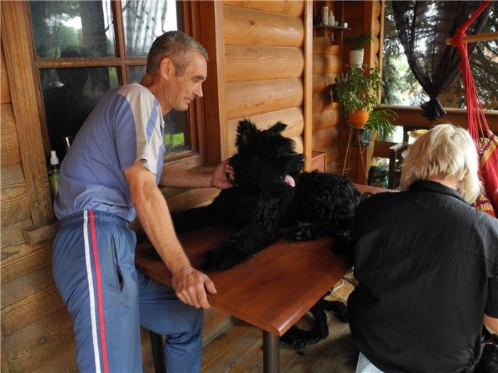 Gå tur med hunden daglig