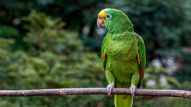 амазонский попугай