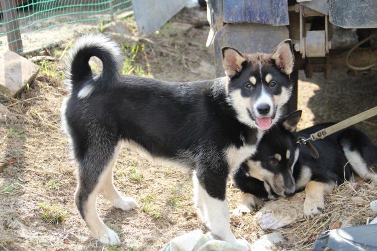 Восточно-сибирская лайка — фото, описание породы собак, характер