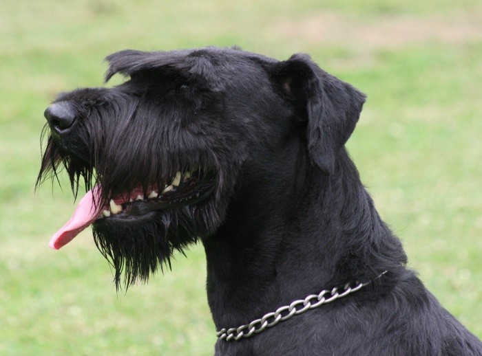 Hardfør, sterk, smart