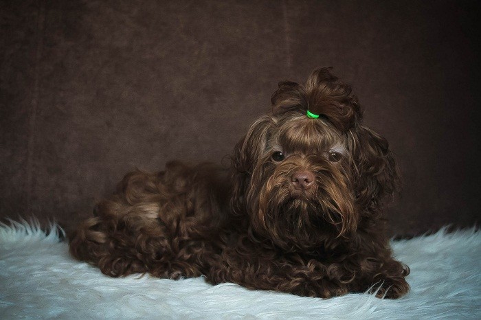 Болонка все о породе Русская цветная болонка