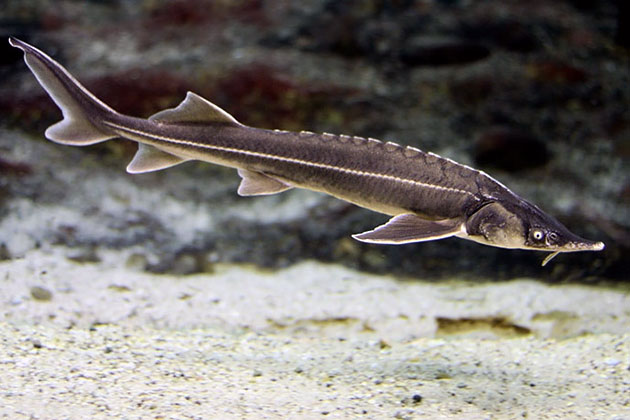 Популяции скворцов ничего не угрожает Популяции скворцов ничего не угрожает