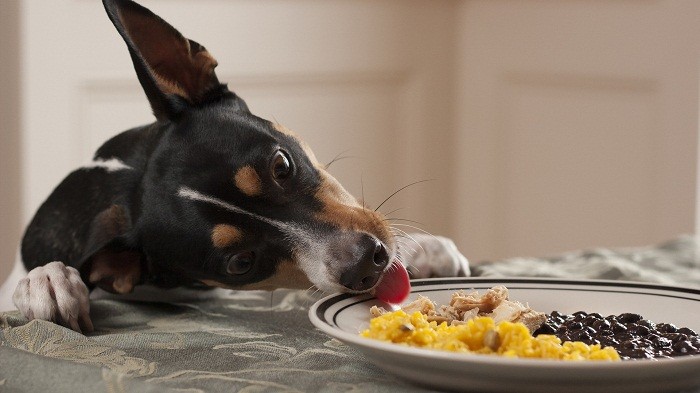 Hundegrøt oppskrifter Hva kan du lage mat med