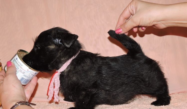 Скотч терьер: особенности породы, характера, воспитания