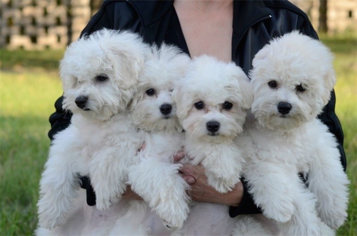 Цена на малыша Купить