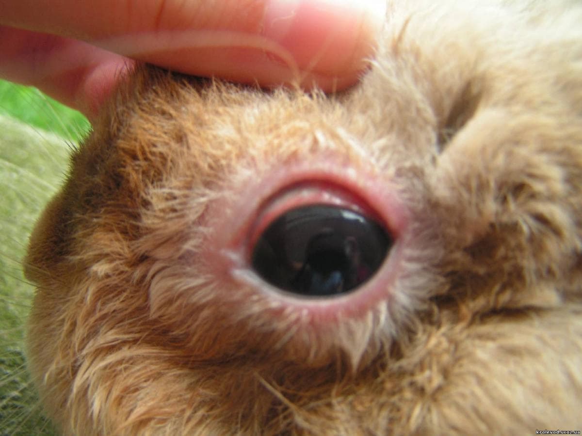 Цистицеркоз