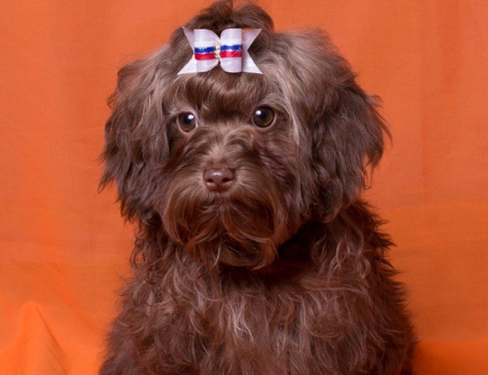 Содержание собаки Уход и содержание