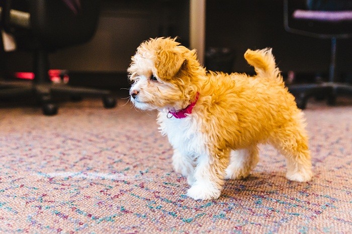 Содержание домашнего животного Уход и обслуживание