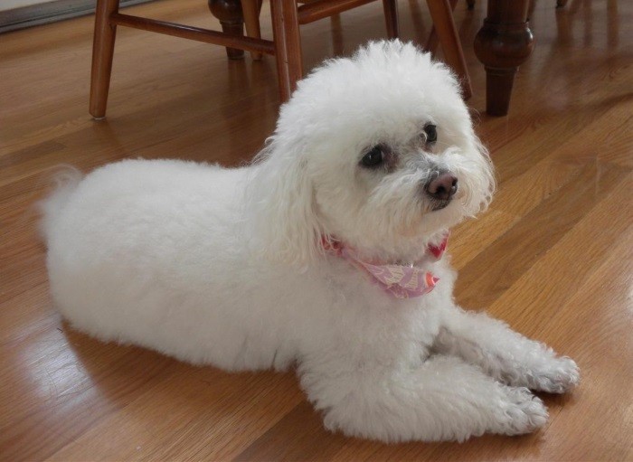 Уход и содержание Домашняя собака