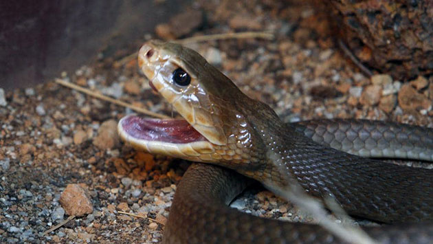 Тайпаны чрезвычайно агрессивны и их яд опасен для человека Тайпаны чрезвычайно агрессивны и их яд опасен для человека