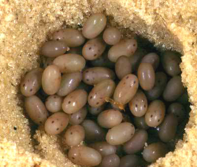 яйца кротовидной сверчки