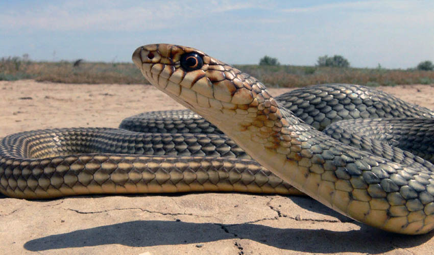 желтобрюхий полоз