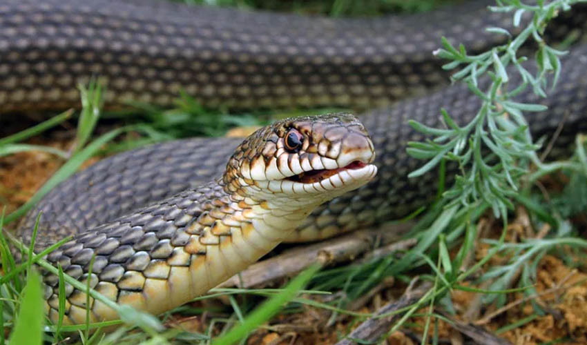 желтобрюхий полоз