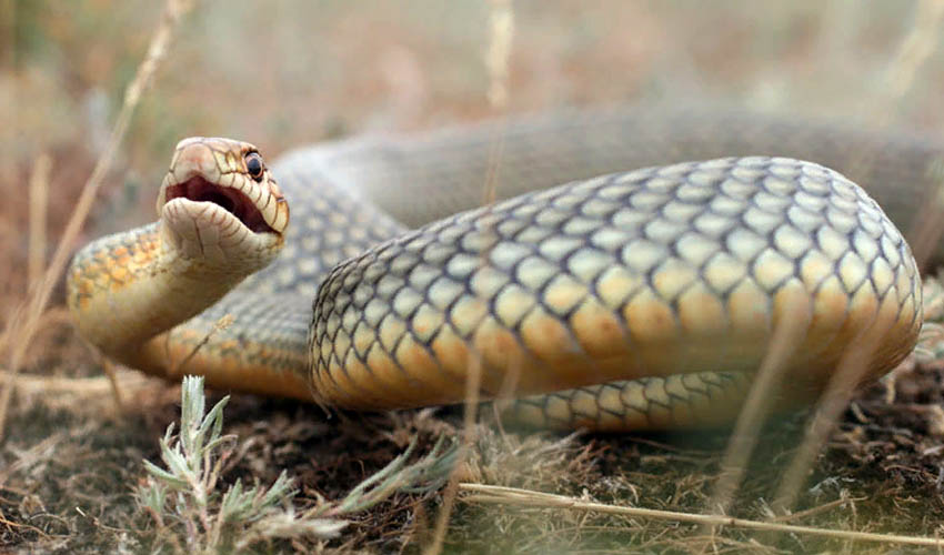 желтобрюхий полоз