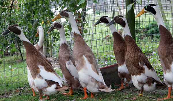 Бегунки индийские