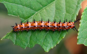 Виды гусениц