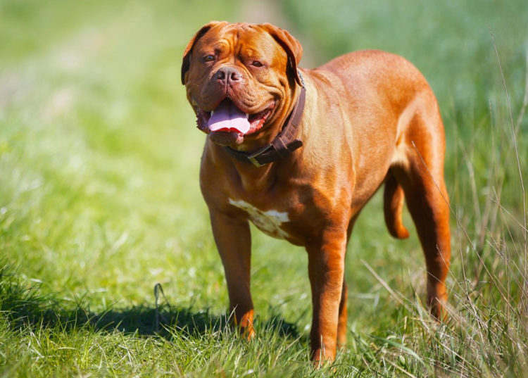 Бордоский дог - все о собаке, 7 минусов и 10 плюсов породы