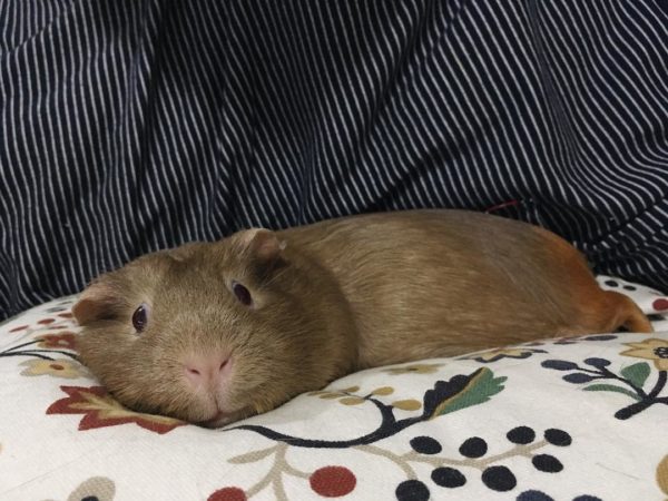 Морская свинка на диване