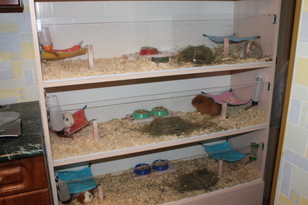Террариум для морских свинок