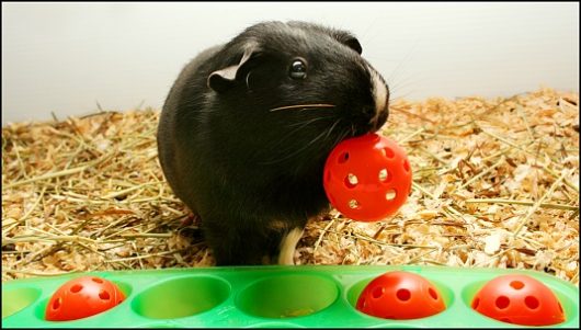 Морская свинка играет с игрушками