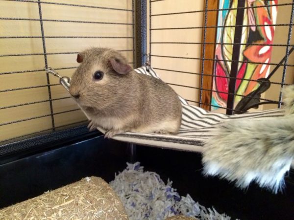 Морская свинка сидит в гамаке