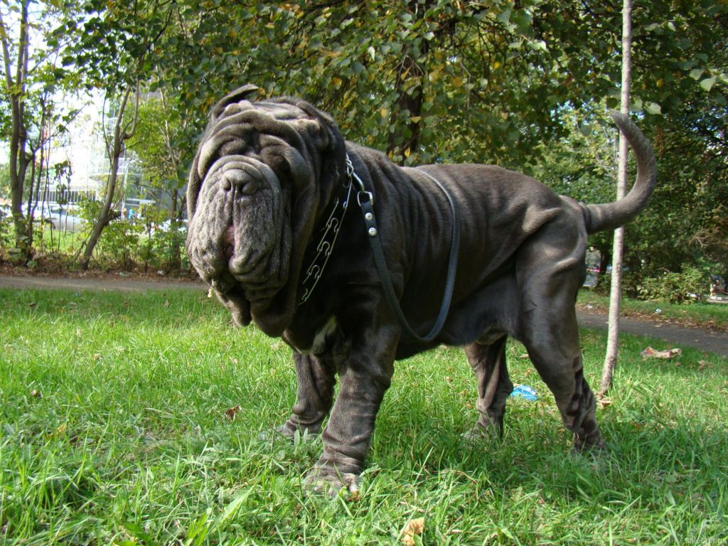 15 самых больших собак в мире и названия пород