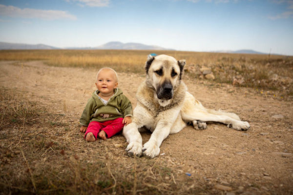 Анатолийская овчарка и ребенок Турецкий кангал и ребенок