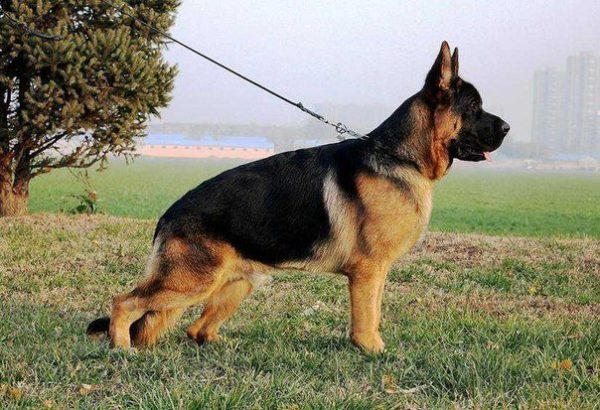 Kinesisk hyrde i bånd