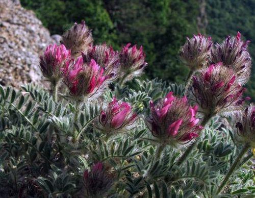 Крымские эндемичные растения и животные