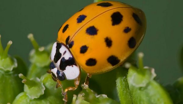 Азиатская божья коровка