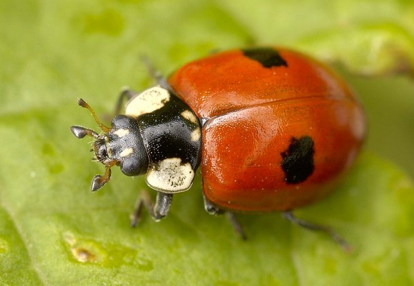 Двухчечная коровка