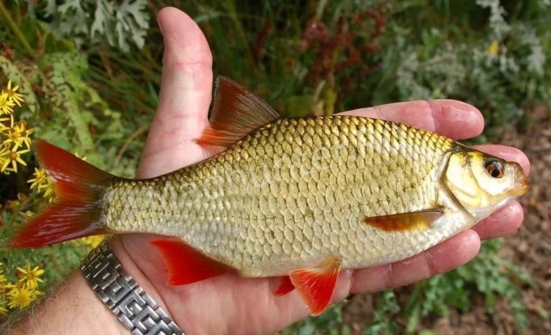 Красноперка рыба