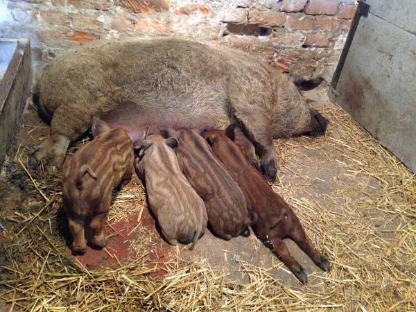 Поросят, отлученных от матерей, следует постепенно переводить на сухие и комбикорма