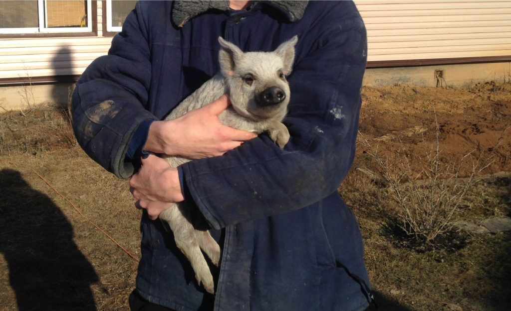 Поросенок быстро привыкает к новому для себя миру