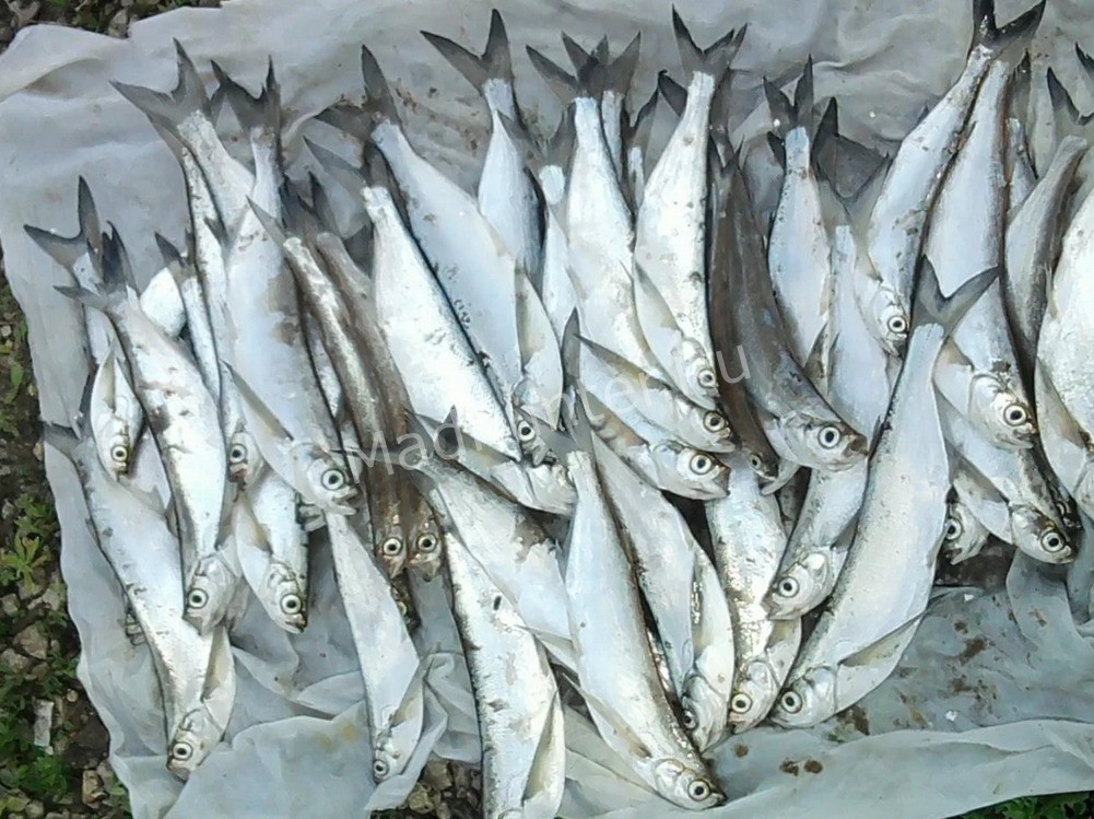 Fiskesabelfiskbestand</pre Fiskesabelfiskbestand