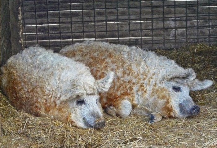Сухая солома сохраняет тепло и делает роды более комфортными