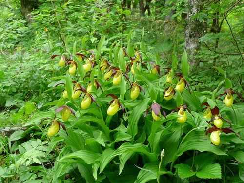 Крымские эндемичные растения и животные